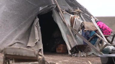 Chum, Sibirya 'nın kuzeyindeki yerli halkların evi. Bir köpek oltaya gelir. 4k 