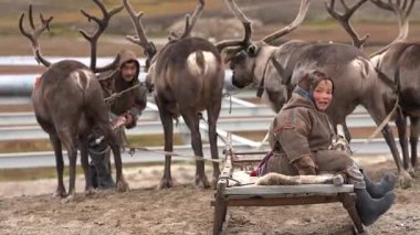Tundra 'daki Yamal' dan bir çocuk, sonbaharda kampın yakınlarında yerli ren geyikleriyle ilgilenir ve onlarla oynar. 4k 