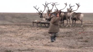 Tundra 'daki Yamal' dan bir çocuk, sonbaharda kampın yakınlarında yerli ren geyikleriyle ilgilenir ve onlarla oynar. 4k 