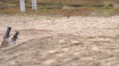 Tundra 'daki Yamal' dan bir çocuk, sonbaharda kampın yakınlarında yerli ren geyikleriyle ilgilenir ve onlarla oynar. 4k 