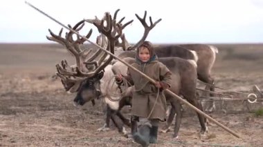 Tundra 'daki Yamal' dan bir çocuk, sonbaharda kampın yakınlarında yerli ren geyikleriyle ilgilenir ve onlarla oynar. 4k 