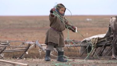 Tundra 'daki Yamal' dan bir çocuk, sonbaharda kampın yakınlarında yerli ren geyikleriyle ilgilenir ve onlarla oynar. 4k 
