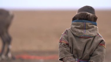 Tundra 'daki Yamal' dan bir çocuk, sonbaharda kampın yakınlarında yerli ren geyikleriyle ilgilenir ve onlarla oynar. 4k 