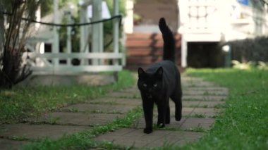Siyah kedi yeşil bahçede zarif bir şekilde yürüyor. 4k