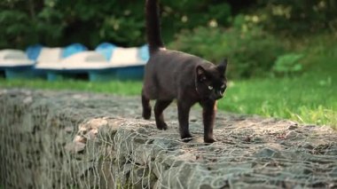 Siyah kedi yeşil bahçede zarif bir şekilde yürüyor. 4k