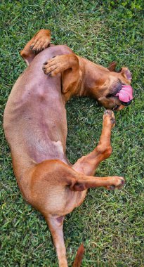 Sevimli kahverengi bir dachshund köpeği çimenlerde eğleniyor, dili dışarıda yuvarlanıyor, neşe ve dikkatsizlik hissi yayıyor.. 