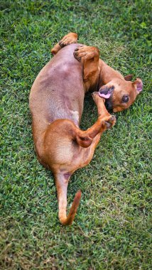 Sevimli kahverengi bir dachshund köpeği çimenlerde eğleniyor, dili dışarıda yuvarlanıyor, neşe ve dikkatsizlik hissi yayıyor.. 