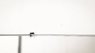 Dang hummasını yayan bir sivrisinek suyun yüzeyinde yürür ve pürüzsüz, minimalist arkaplanla zıt olarak küçük bacaklarını gösterir.. 