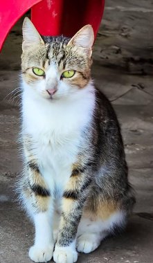 Çizgili kürkü ve yoğun yeşil gözleri olan zarif bir kedi, dışarıda sakince poz veriyor.. 
