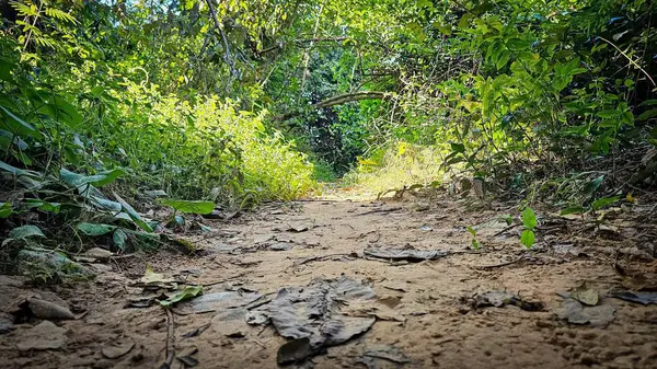 Çevresi canlı bitki örtüsü ve yeşil yapraklarla çevrili ormanda doğal bir toprak yol esiyor..