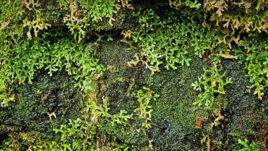 Yoğun ve canlı yosunlar ve bir kayayı kaplayan küçük yeşil bitkiler zengin ve hayat dolu doğal bir manzara yaratıyor. Yeşilin çeşitli dokuları ve tonları.