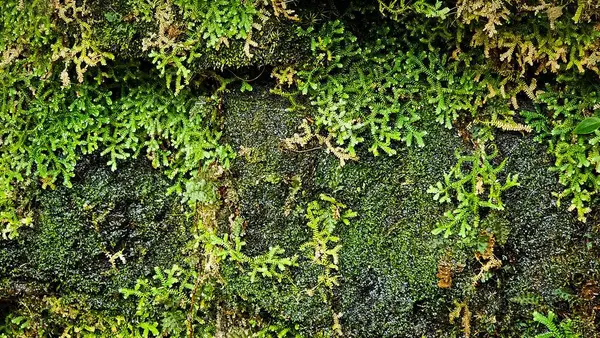 Yoğun ve canlı yosunlar ve bir kayayı kaplayan küçük yeşil bitkiler zengin ve hayat dolu doğal bir manzara yaratıyor. Yeşilin çeşitli dokuları ve tonları.