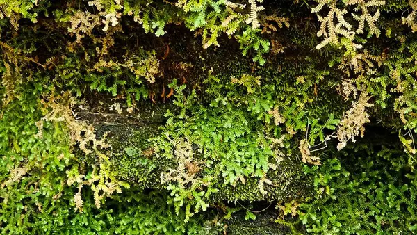 Yüzlerce yeşil eğreltiotu yaprağıyla kurumuş yapraklar ve yosunların birleşiminden oluşan bereketli bir bitki örtüsü içindeki doğal dokuların zenginliği.. 