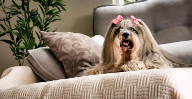 Şirin bir shih tzu köpeği uzun kürkünü süsleyen pembe kurdeleli zarif bir kanepede rahatça dinlenir. Yumuşak dekorlu, rahat bir ortam..