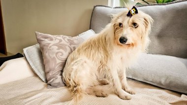 Kafasında renkli bir fiyonk olan sevimli, uzun saçlı, açık renkli bir köpek yumuşak yastıklarla çevrili rahat bir kanepeye oturur. Köpeğin ifadesi merak ve rahatlama iletir..