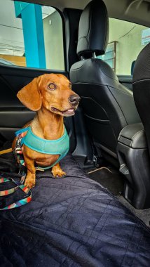 Kahverengi kürklü, büyük anlamlı gözleri olan ve rahat bir şekilde arabanın arka koltuğunda oturan sevimli bir daksund..