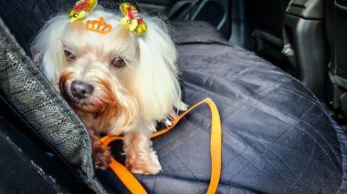 Araba koltuğunda rahatça oturan sevimli bir Malta köpeği. Pürüzsüz, parlak kürkü var ve güzelliğini arttıran renkli taçlar giyiyor..