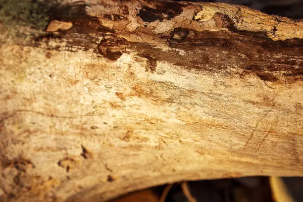 Kuzey Denizi üzerinde gün doğumu