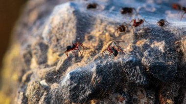 Bahçedeki ağaçta bir grup kırmızı karınca..