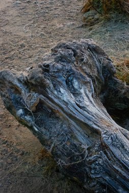 Kumda çatlaklar olan eski bir ağaç gövdesi