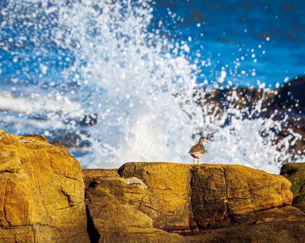 Bir kuşun denizdeki güzel görüntüsü.