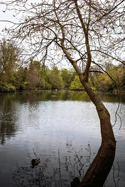 Graves Park Sheffield Baharı Nisan 2025