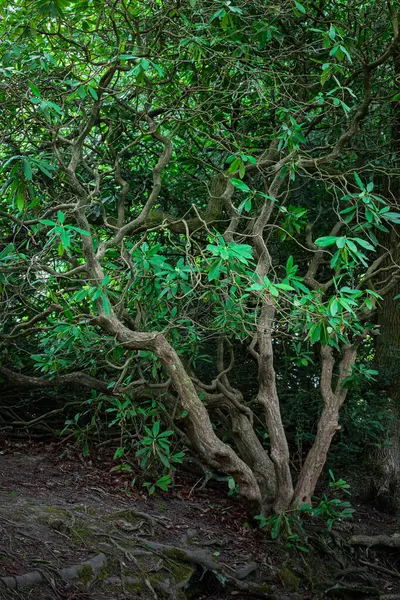 Graves Park Sheffield Baharı Nisan 2025
