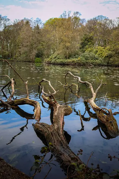 Graves Park Sheffield Baharı Nisan 2025