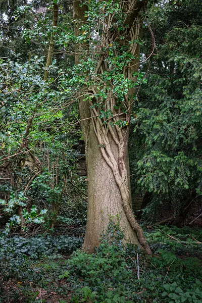 Graves Park Sheffield Baharı Nisan 2025
