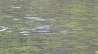 Graves Park Sheffield 'da Taze Su Göletleri. 