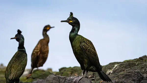 Farne Adaları Northumberland 'da, yamaç yüzünde Avrupa Shag' i
