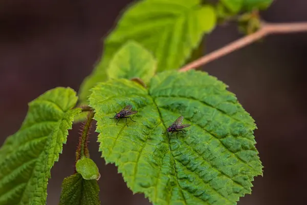 Üzerinde sinek olan yapraklar ağaçlık arazide Northumberland 2025 'te yürüyor.