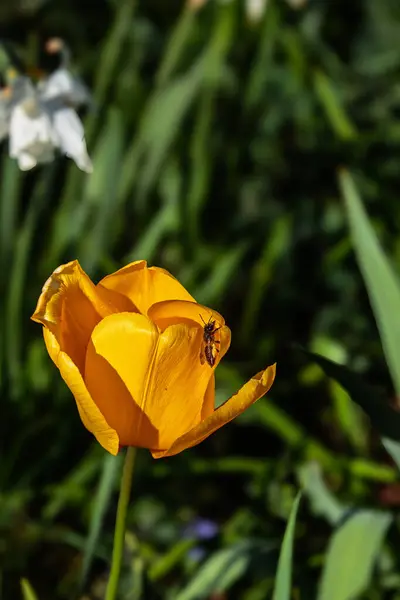 Northumberland 2025 'te bahar yürüyüşü yapan laleler.