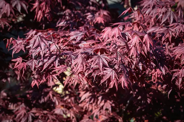 Acer Tree Spring Northumberland 2025