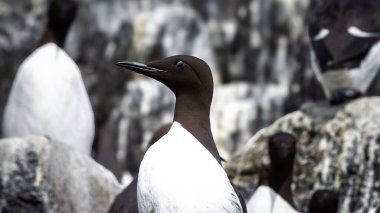 Ortak Murre Üreme Kolonisi, Farne Adaları, Northumberland Nisan 2025