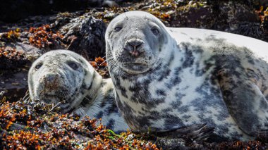 Gri foklar, gelgitler arasındaki kayaların üzerinde güneşleniyorlar, Farne Adaları, Northumberland, Nisan 2025