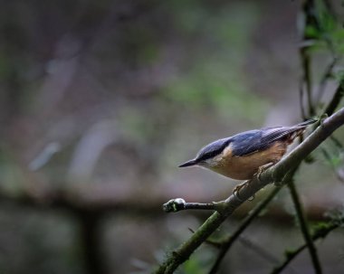 Humford Woods 'u besleyen bir tımarhane, Northumberland Baharı 2025
