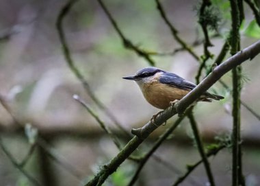 Humford Woods 'u besleyen bir tımarhane, Northumberland Baharı 2025