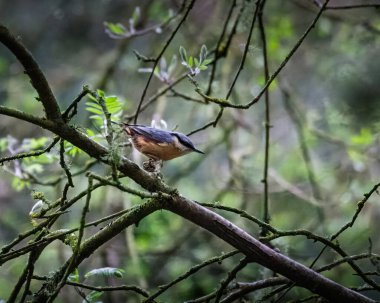 Humford Woods 'u besleyen bir tımarhane, Northumberland Baharı 2025