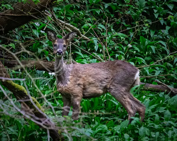 Roe Geyik, Humford Ormanı Northumberland