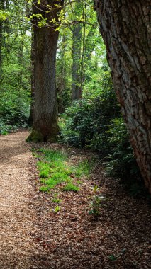 Woodland Yolu, Chillingham Ormanı, Northumberland, Nisan 2025