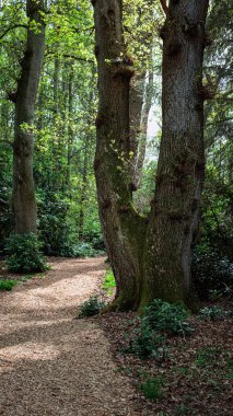 Woodland Yolu, Chillingham Ormanı, Northumberland, Nisan 2025