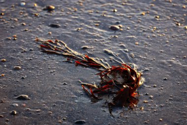 Taze yosun, şafak vakti, Newbiggin Denizi kıyısında, Northumberland 'da kıyıya vurdu.. 