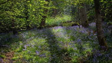 BlueBell ve Vahşi Sarımsak, Blue Bell Ormanı, Morpeth, Northumberland Baharı 2025