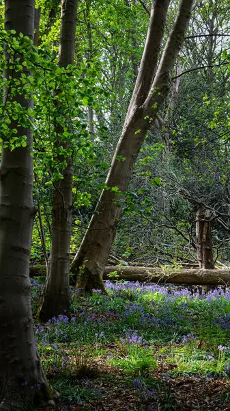 BlueBell ve Vahşi Sarımsak, Blue Bell Ormanı, Morpeth, Northumberland Baharı 2025