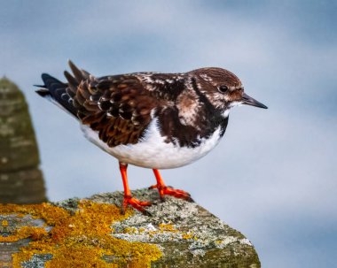Ruddy Turnstone, üremeyen erkek, Blyth, Northumberland, 2025 Baharı