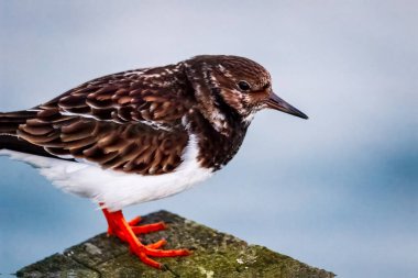 Ruddy Turnstone, üremeyen erkek, Blyth, Northumberland, 2025 Baharı