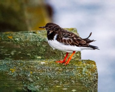 Ruddy Turnstone, üremeyen erkek, Blyth, Northumberland, 2025 Baharı