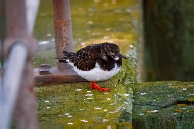 Ruddy Turnstone, üremeyen erkek, Blyth, Northumberland, 2025 Baharı