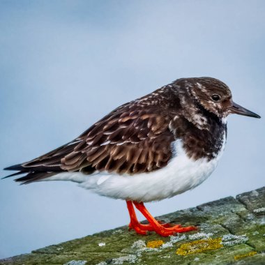Ruddy Turnstone, üremeyen erkek, Blyth, Northumberland, 2025 Baharı